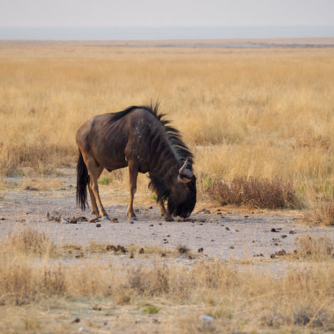 Blue wildebeest in Africa