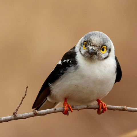 a white helmeted shrike bird on a branch