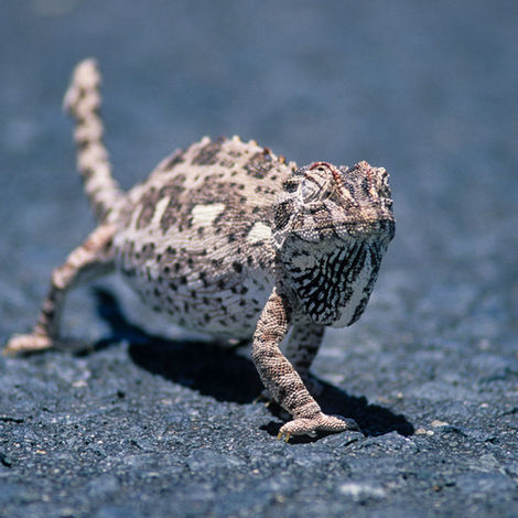 Western Dwarf Chameleon in Namib-Naukluf National Park