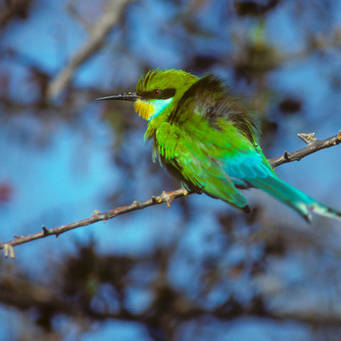Little bee-eater bird on a branch