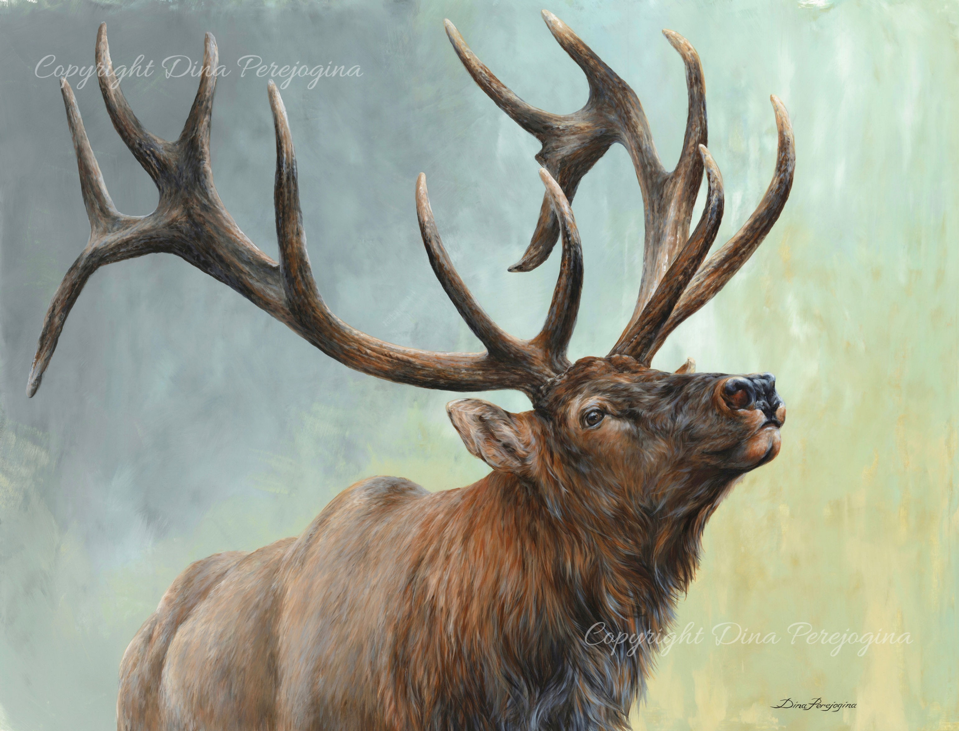 'Rising Bull Elk'