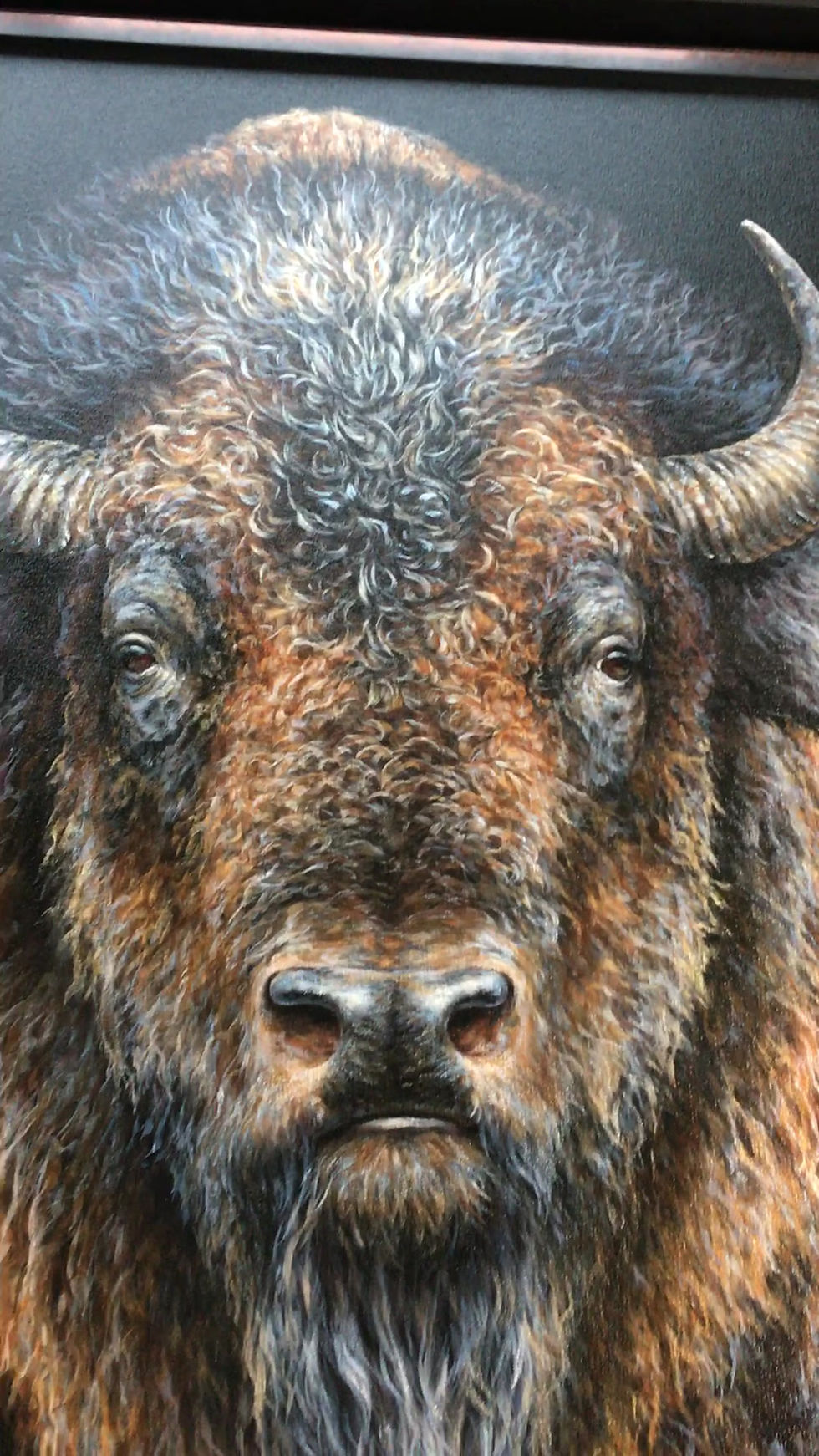 Miniaturbild: 'Bison Presence'