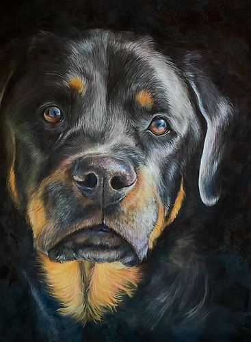 Pet Portrait of a Rottweiler