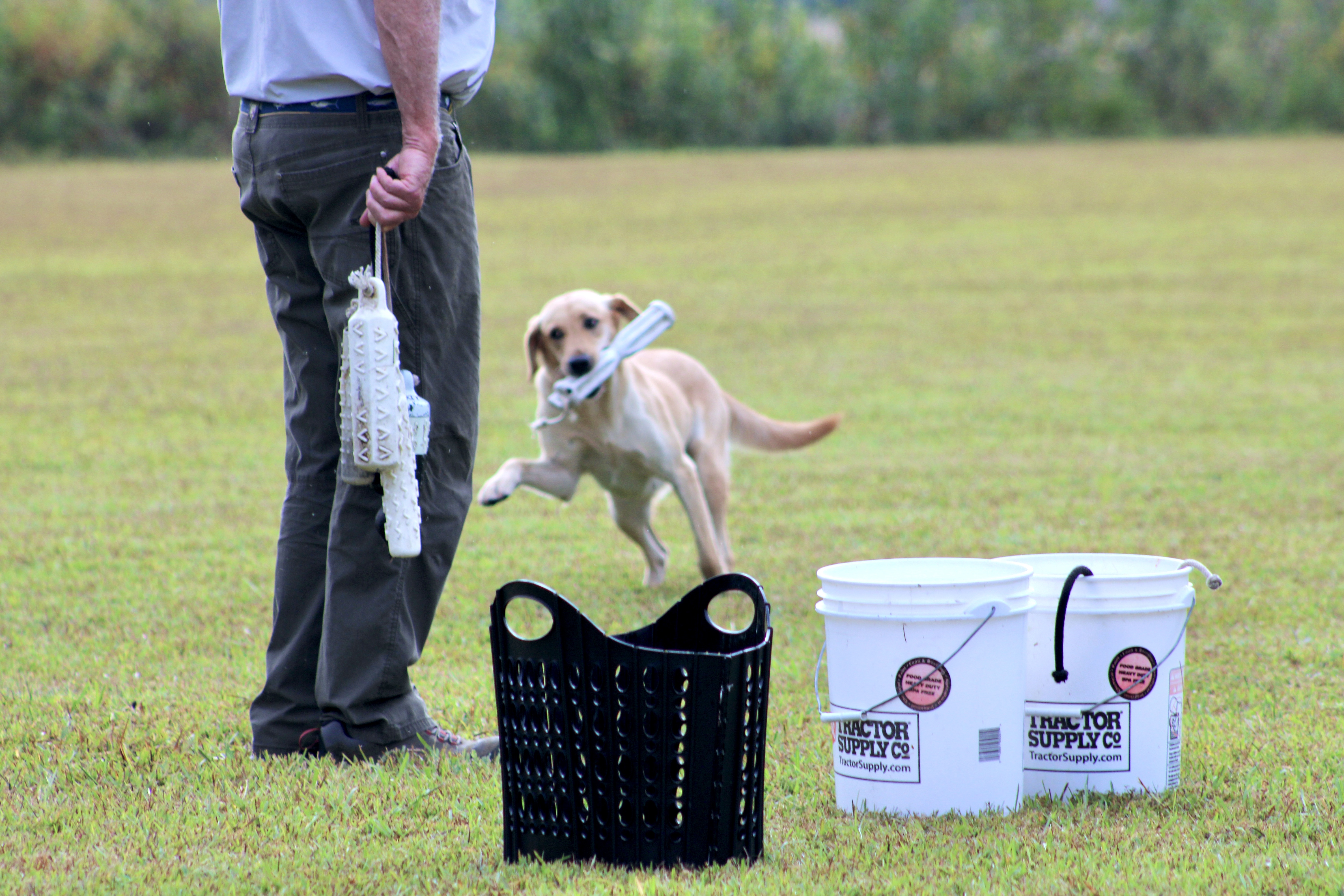 Advanced Labrador retriever skills