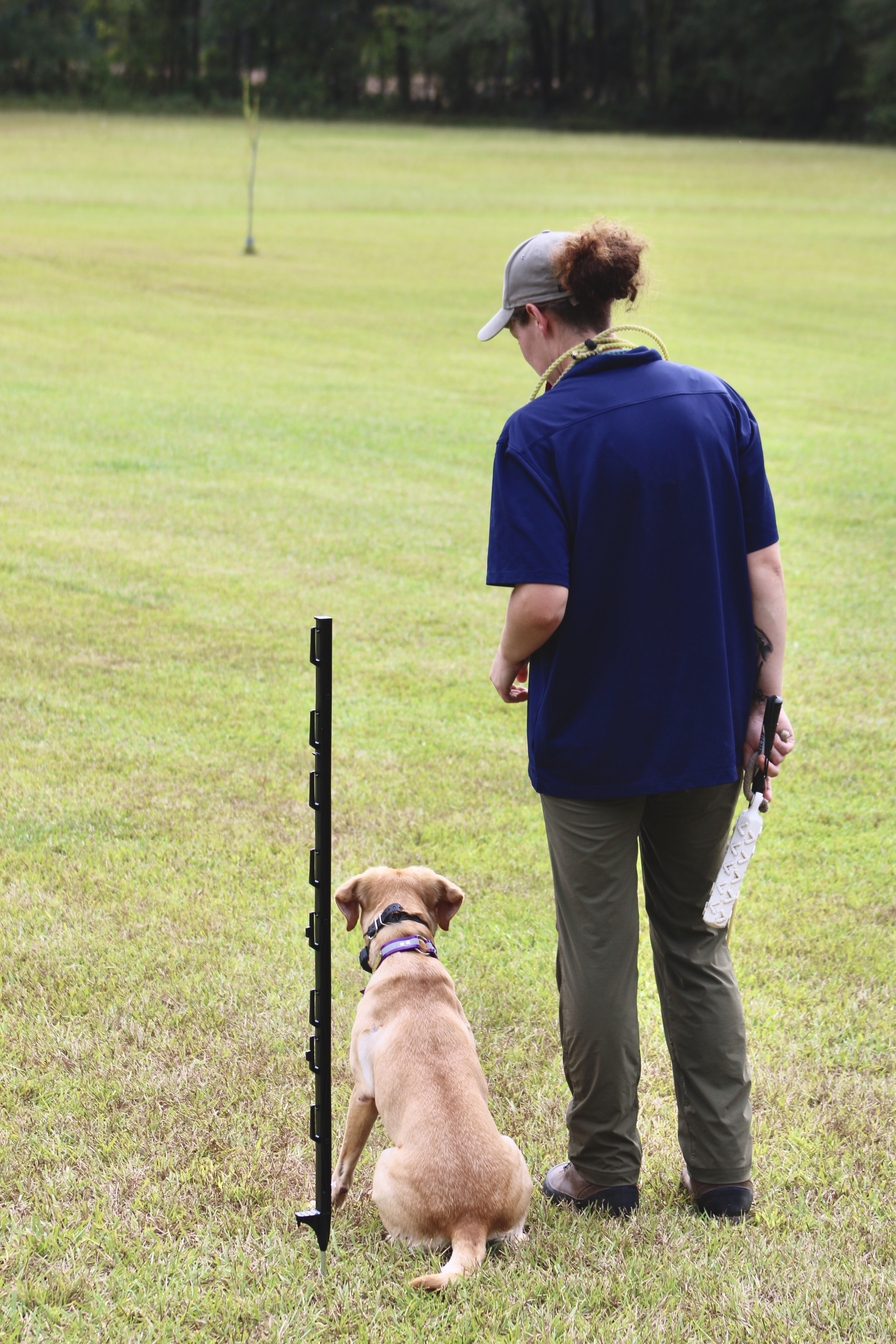 Obedience training milestone