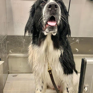 Giant dog gets a bath at BlackFoot Kennels Located in Hemingway SC close to Charleston SC. Offering Boarding for dogs and puppies. 