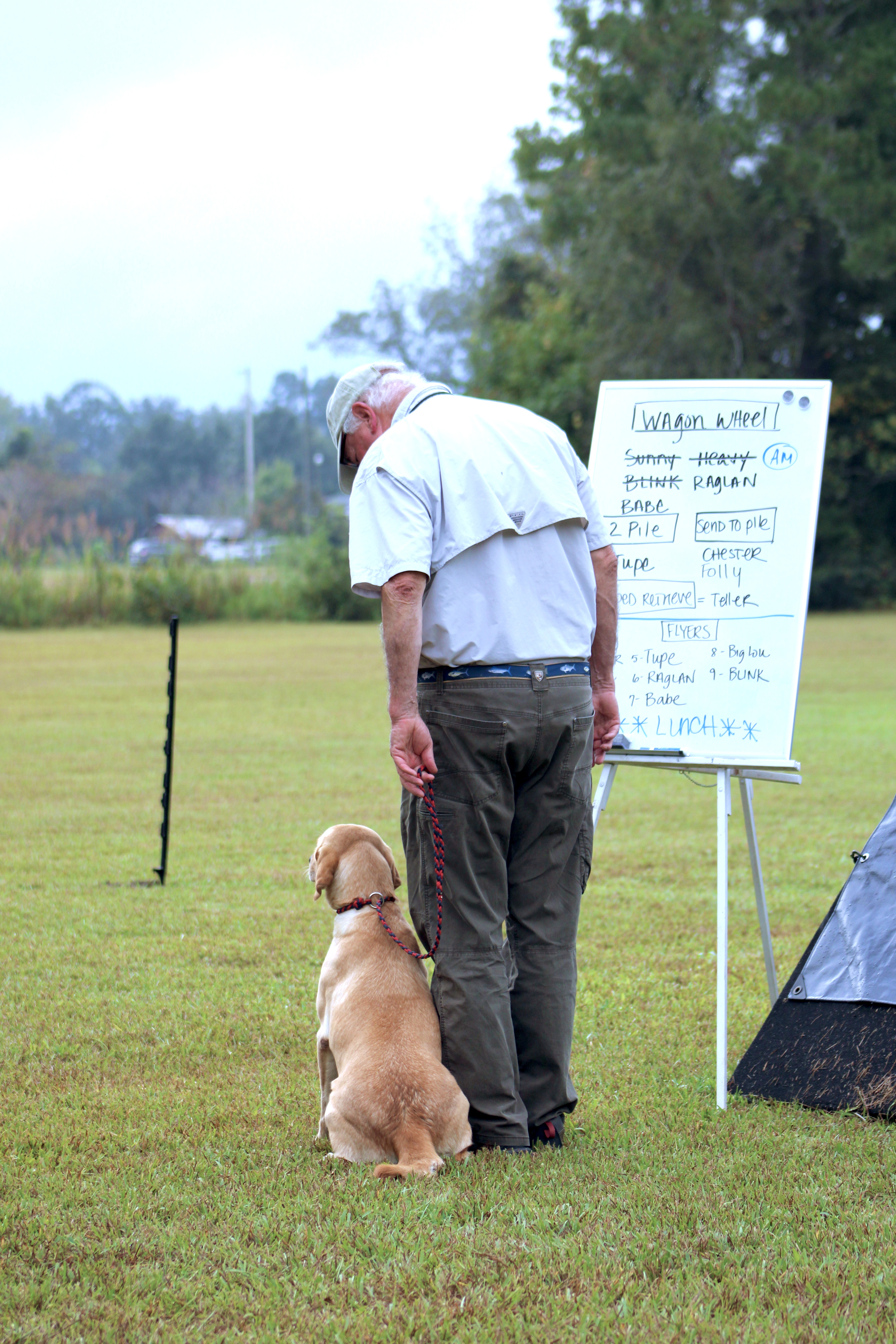 Obedience training milestone