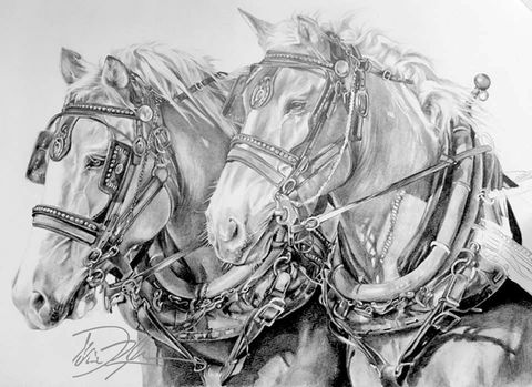 A collection of graphite pencil drawings by artist Danielle Rosalie Pellcci (Dai Rose Art). This artist's portfolio features a variety of wildlife, canine, equine and sea life artwork all painted and drawn by hand.