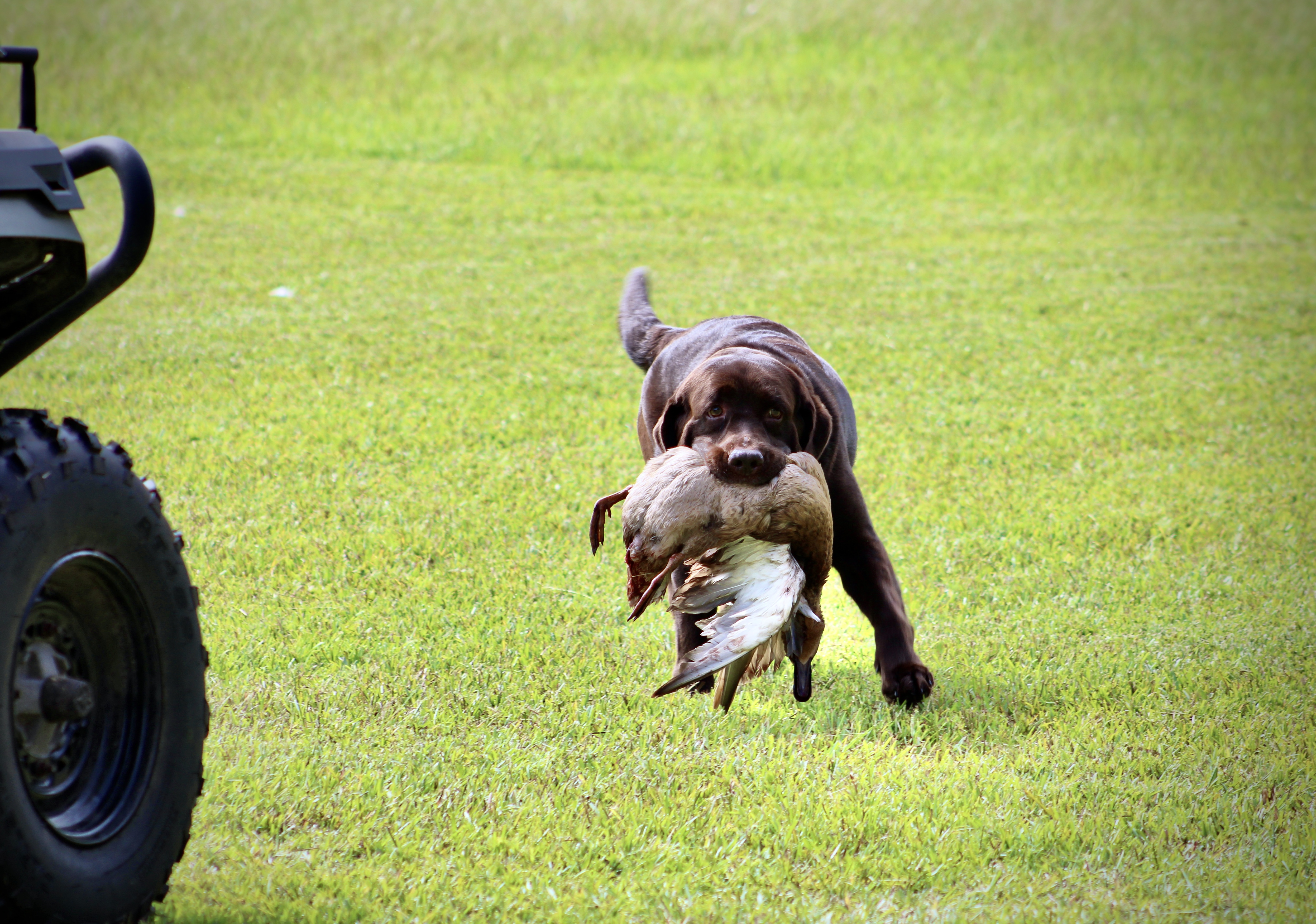 Obedience training milestone
