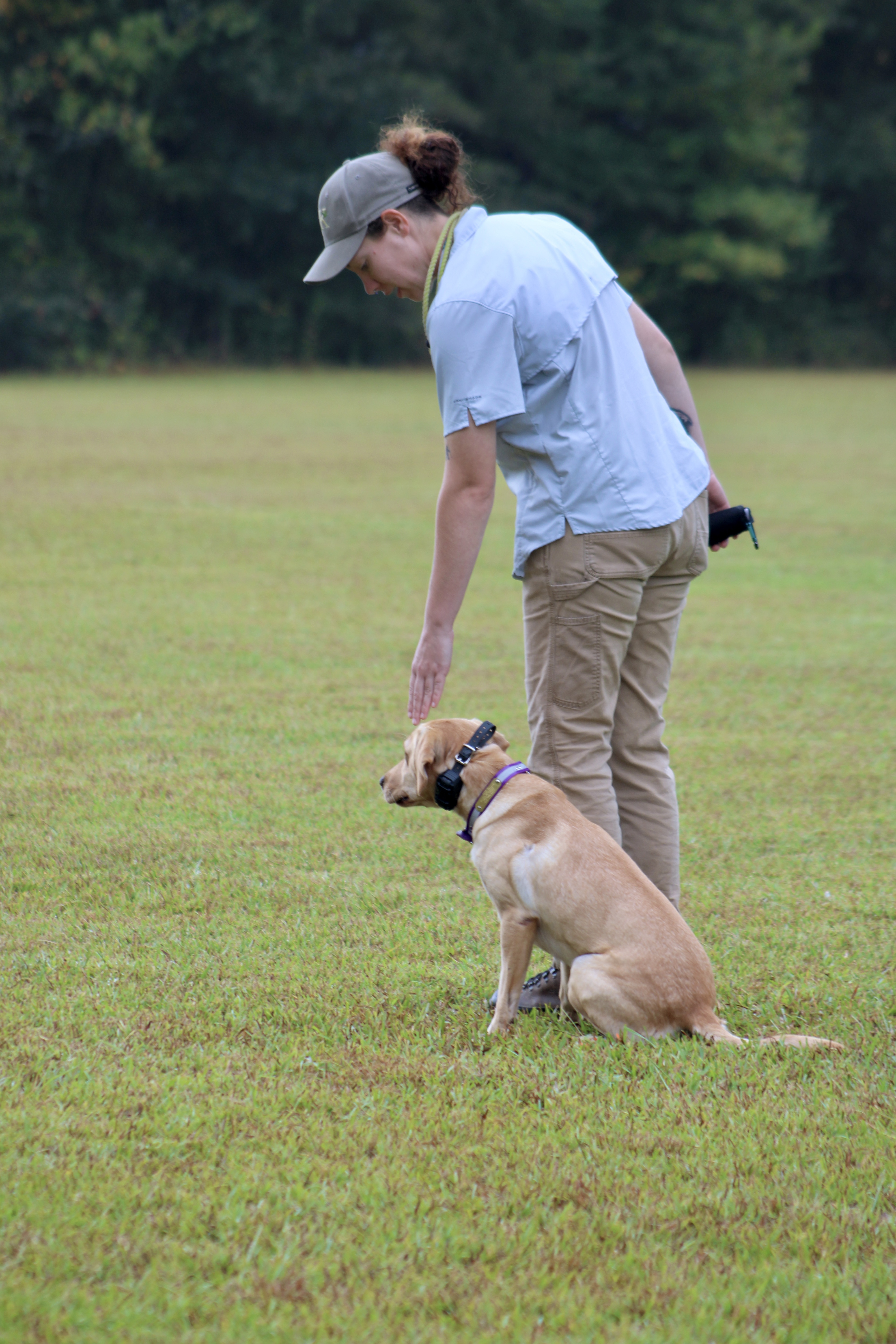 Advanced Labrador retriever skills