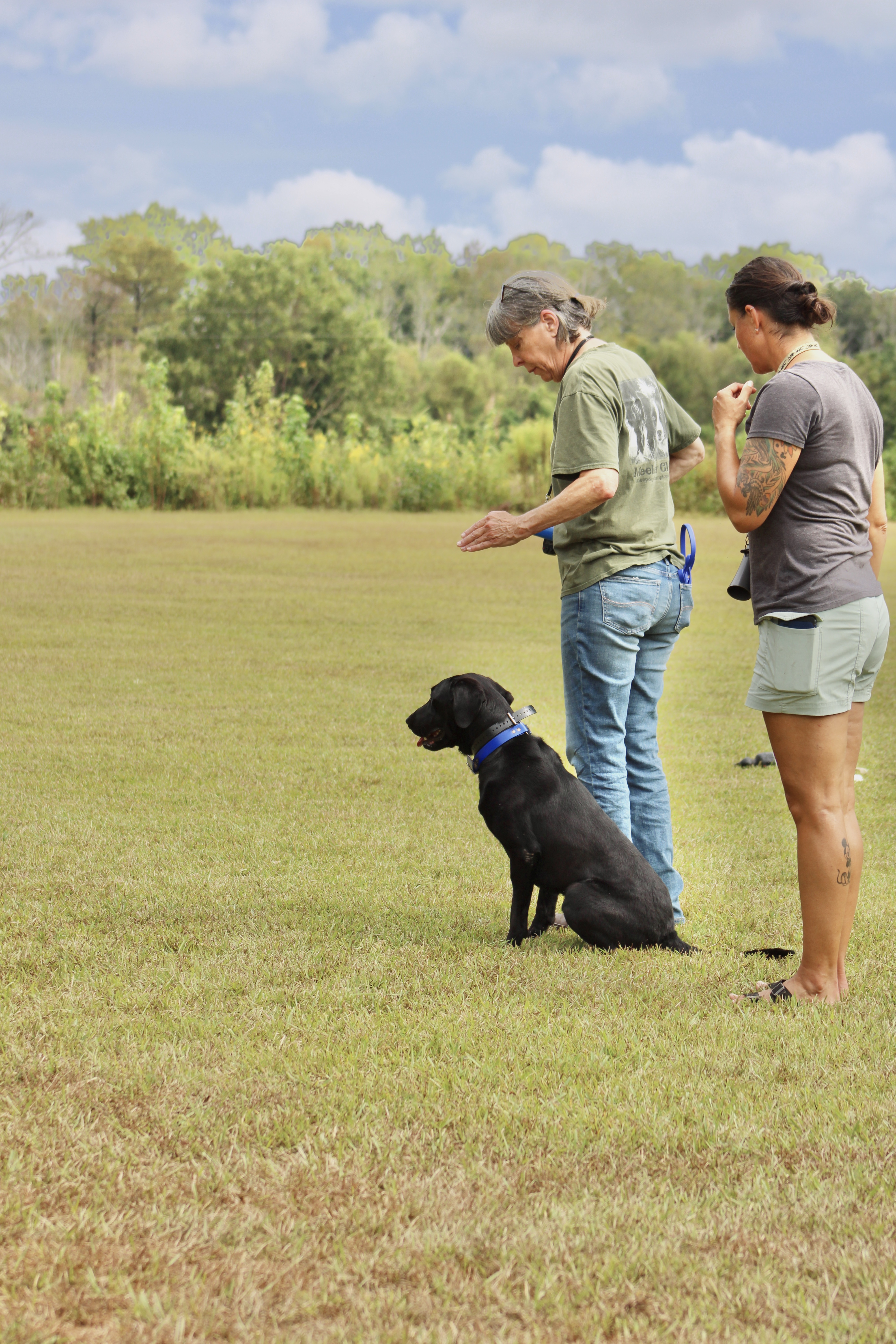 Advanced Labrador retriever skills