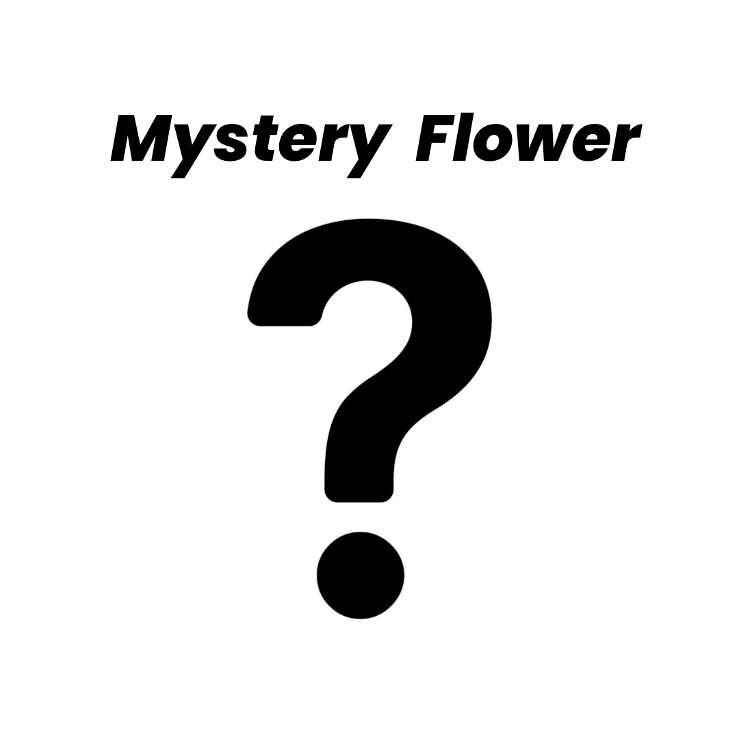 Mystery Flower