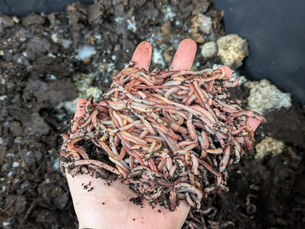 Woooorrrrmmmsss… 🪱