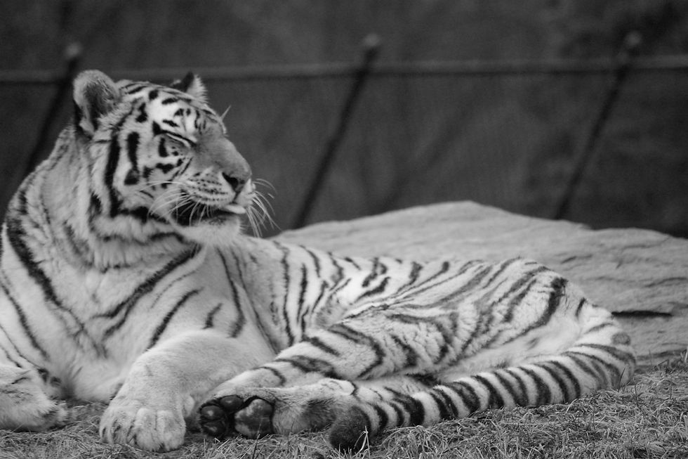 Toronto Zoo