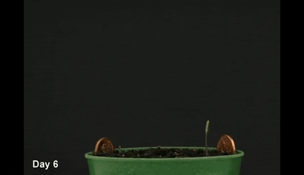 EcstaticConventionalDormouse-small.gif