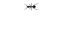 hormiga-30.gif