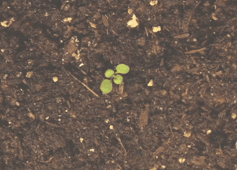 giphy-downsized-large.gif