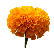 unnamed (2).png