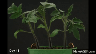 Vr-VnU.gif