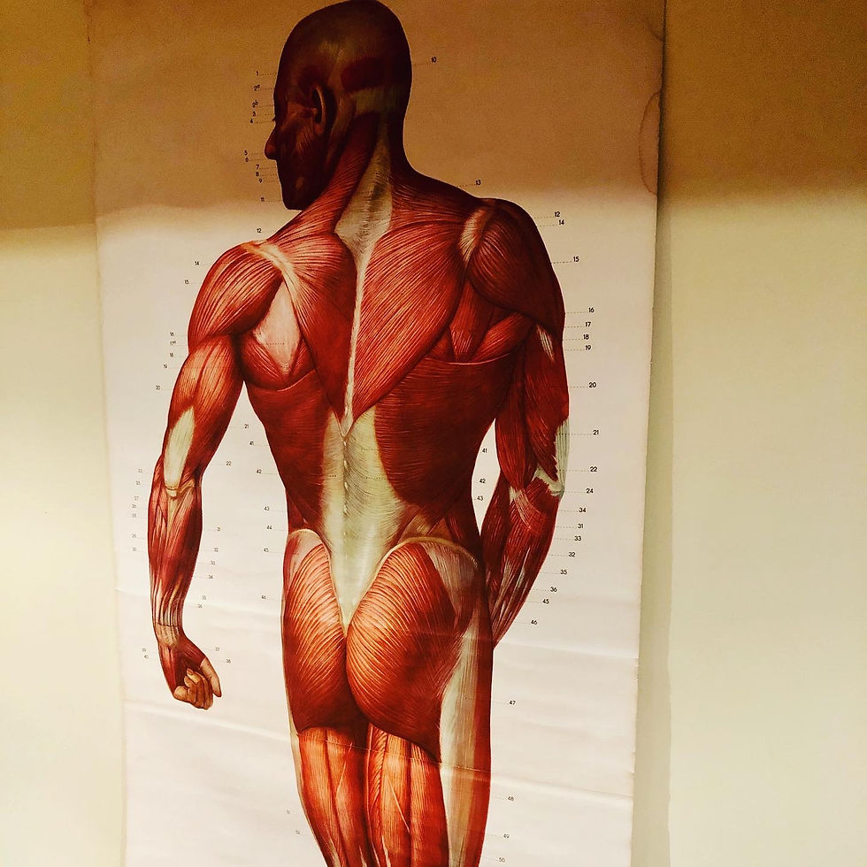 Thumbnail: Mid Century Full Size German Anatomical Chart