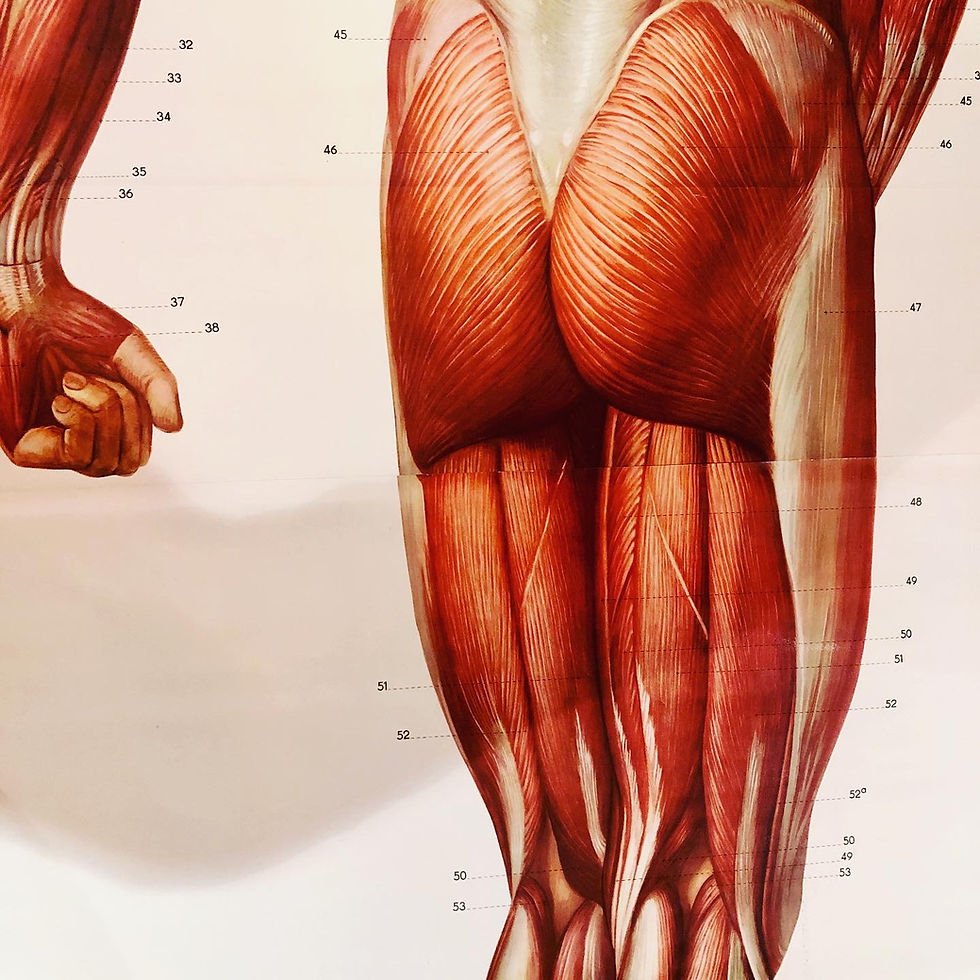 Thumbnail: Mid Century Full Size German Anatomical Chart