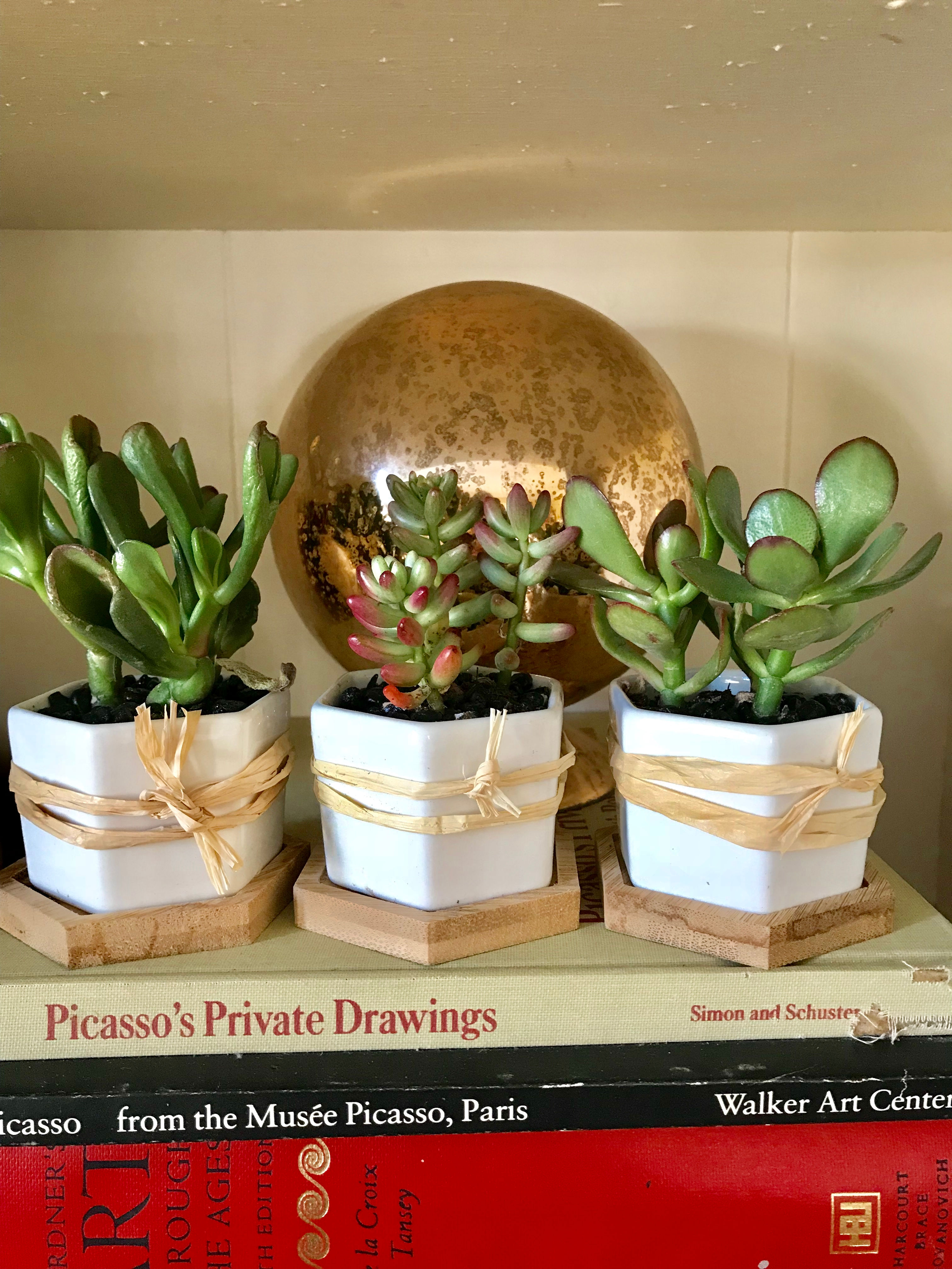 Trio of succulent pots
