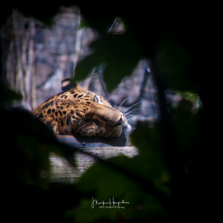 Jaguar keeping an eye