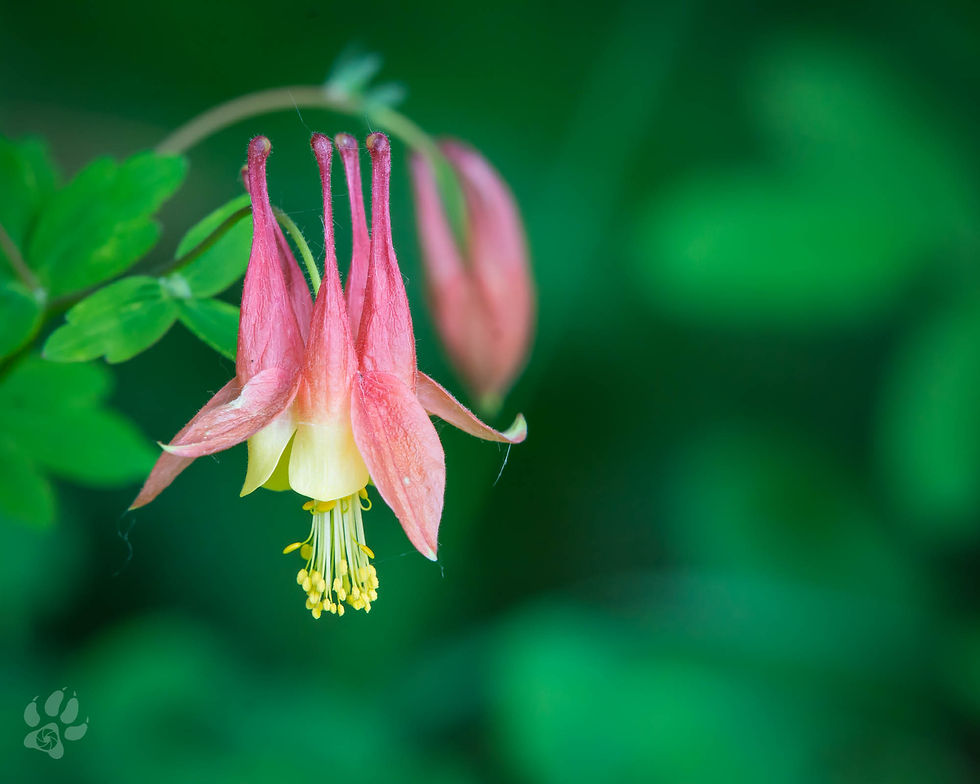Columbine