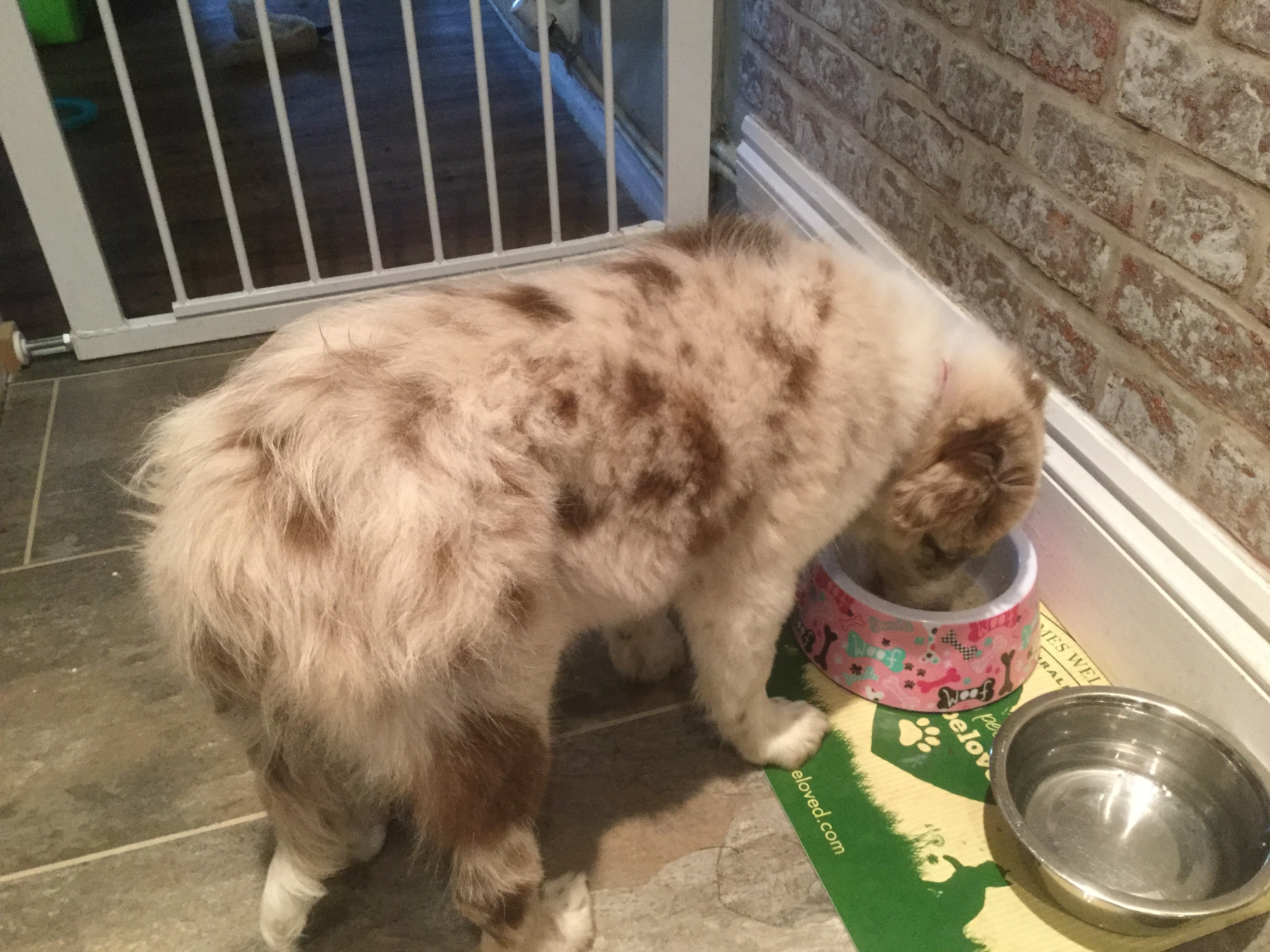 Dog Blog Nourish + C Puppy Porridge The new Winston & Porter