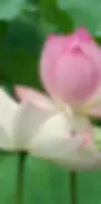 Problemas da Mulher | Brasília | Medicina Tradicional Chinesa | Dra Júlia Yang