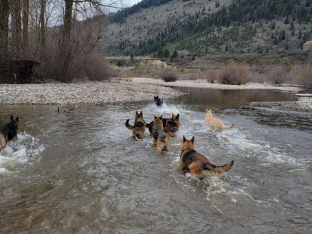 The Importance of Playtime for Your New Puppy
