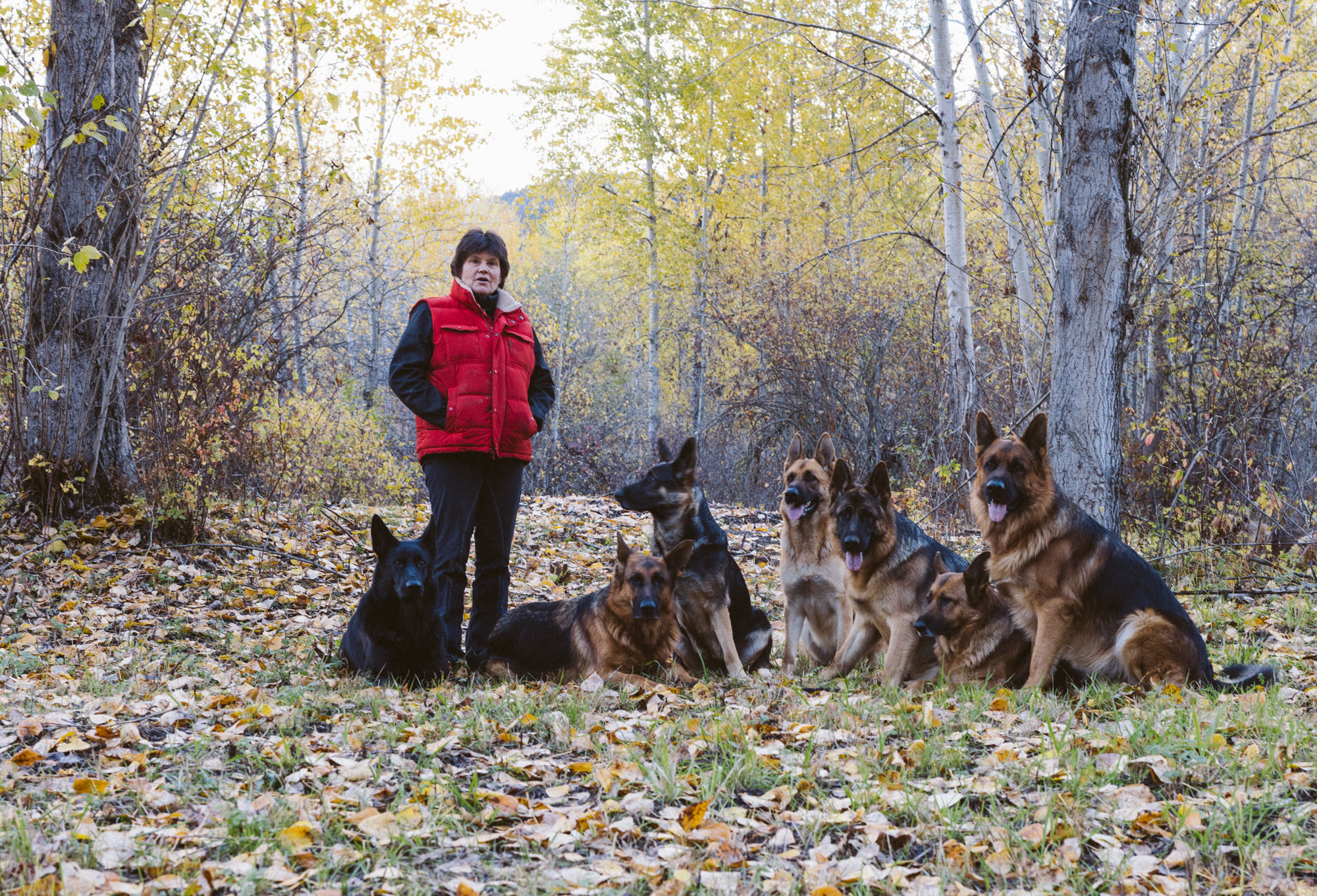 German Shepherds playing in a field