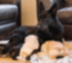 Tessa german shepherd mom with puppies