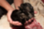 Holly & Aspen Puppy