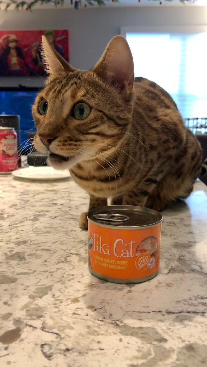 The unsettling cat face when a cat registers a new scent. Nezuko smelling a can of Tiki Cat food