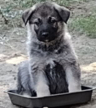 Nymeria of Valleywood