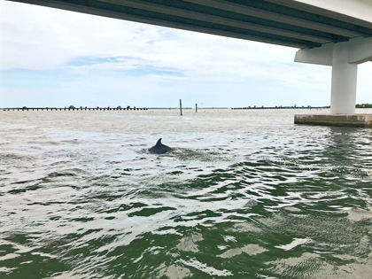 Dolphin under the Boca Grande Causeway