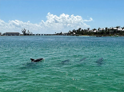 Dolphins in the bay