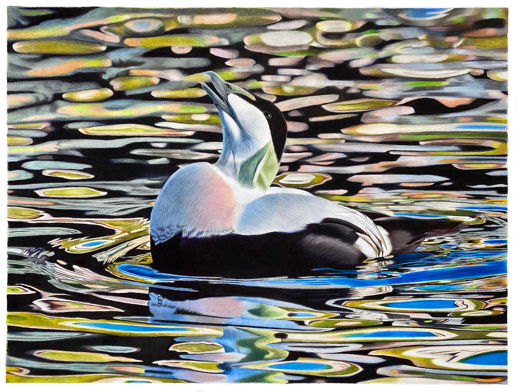 Original: Reflections of an eider duck