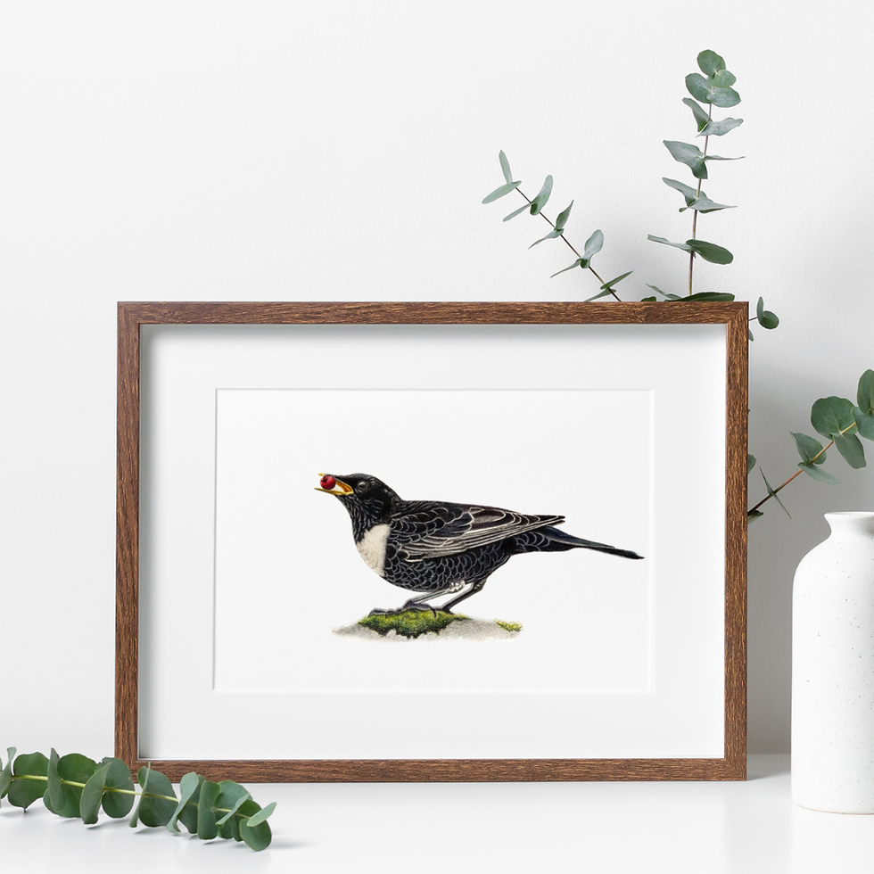 Coloured pencil drawing of a male Ring Ouzel bird in a frame
