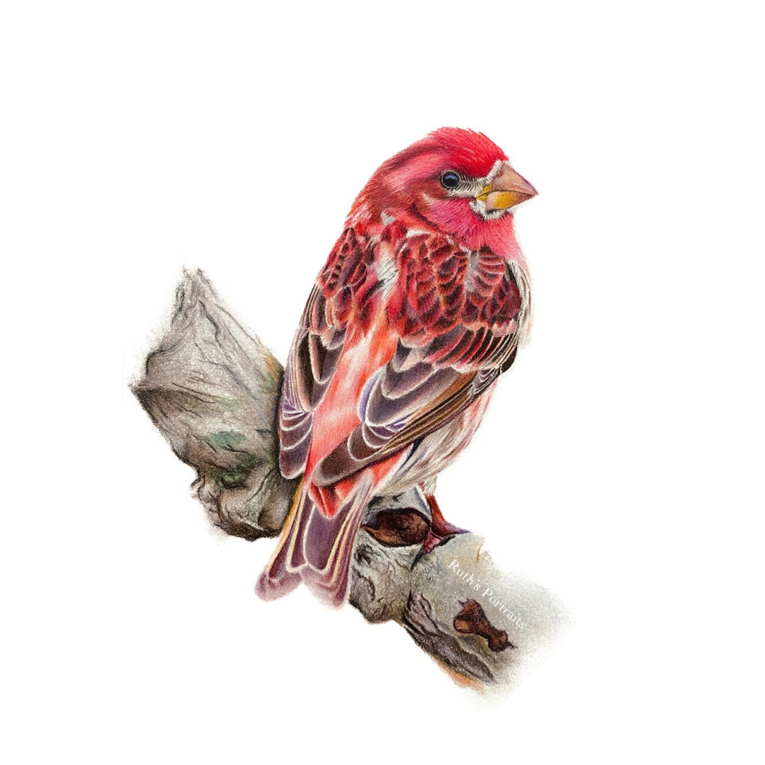 Purple Finch Limited Edition Print