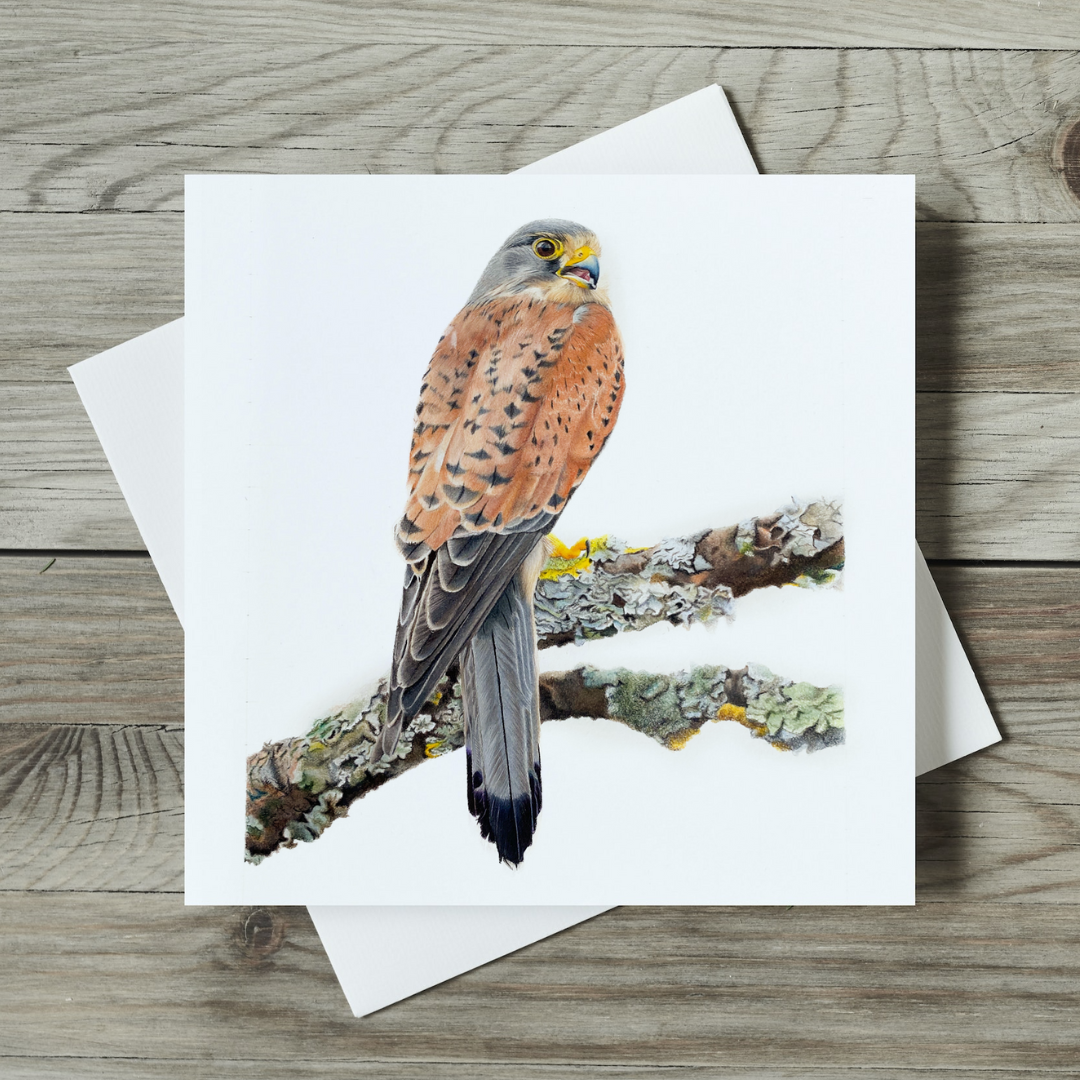 Kestrel: Individual Greetings Card