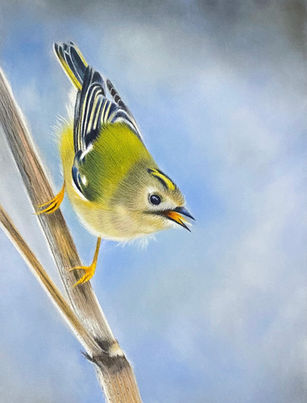 Goldcrest (reference Andrew Wilson).jpg