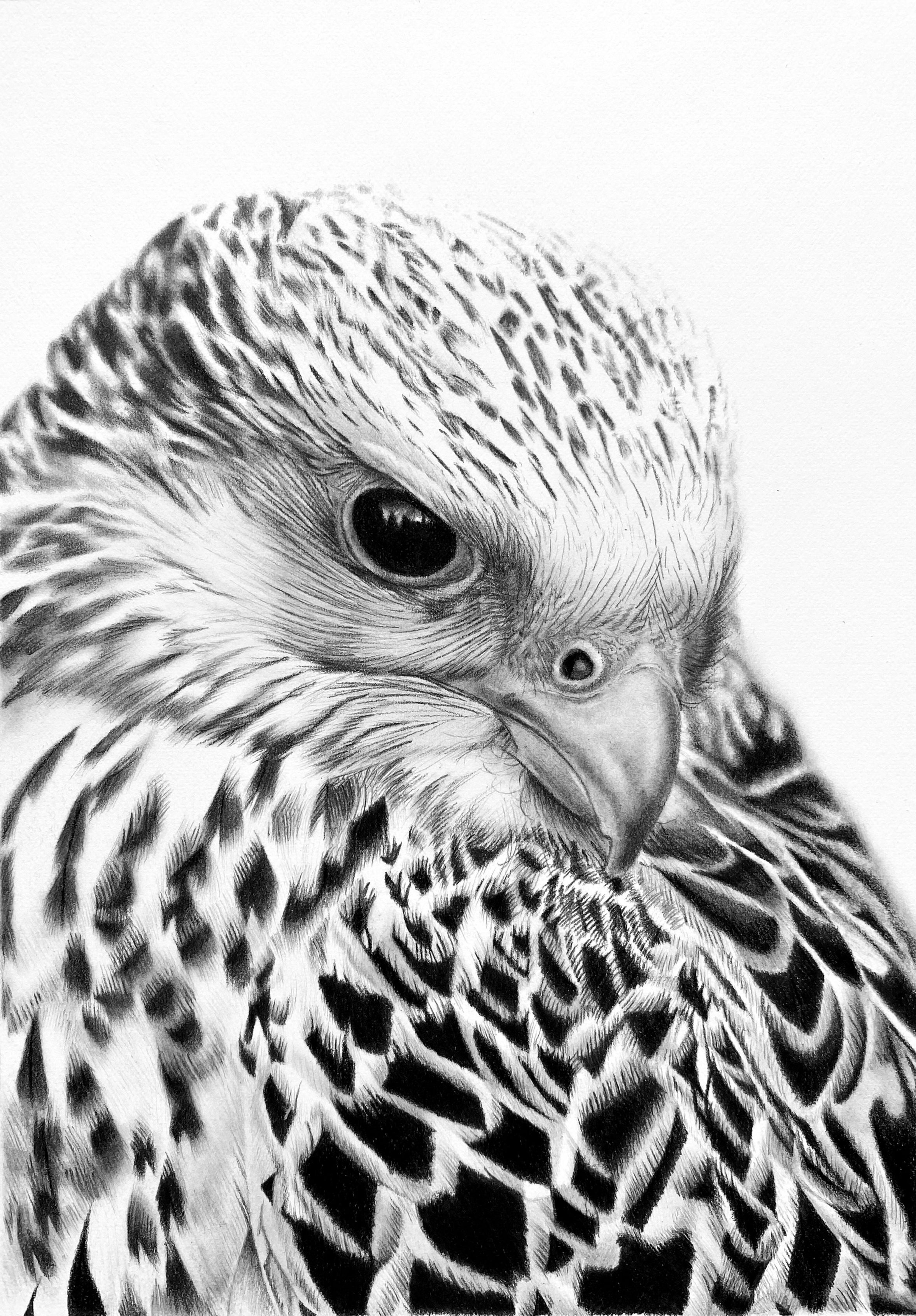 Gyrfalcon Limited Edition Print