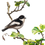 Thumbnail: Pied flycatcher amongst foliage drawing