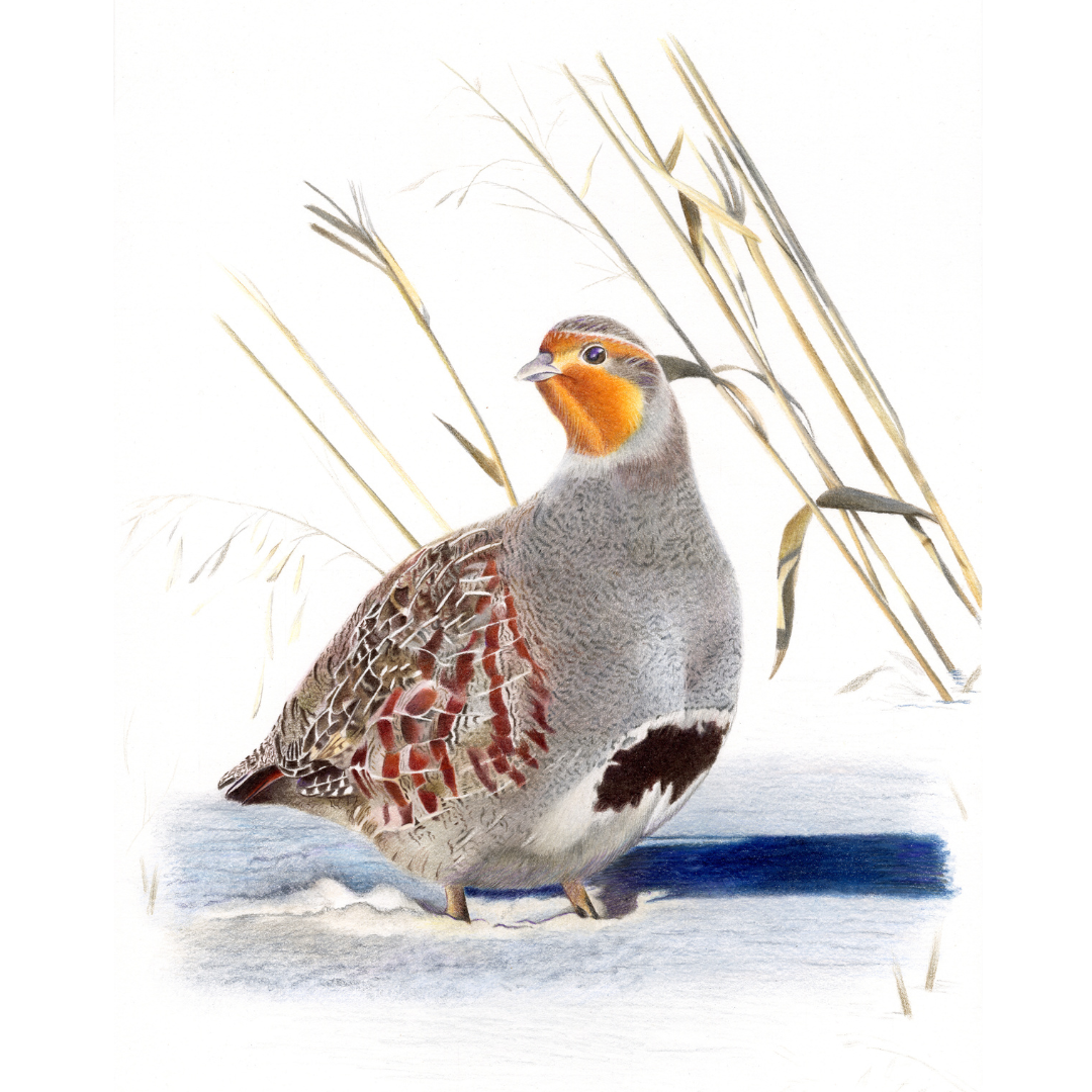 Grey Partridge Art Print (Limited Edition)