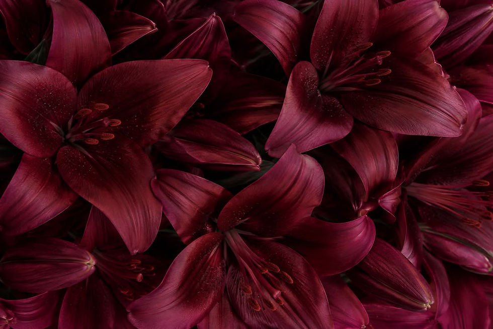 burgundy lilies ♥️_edited.jpg