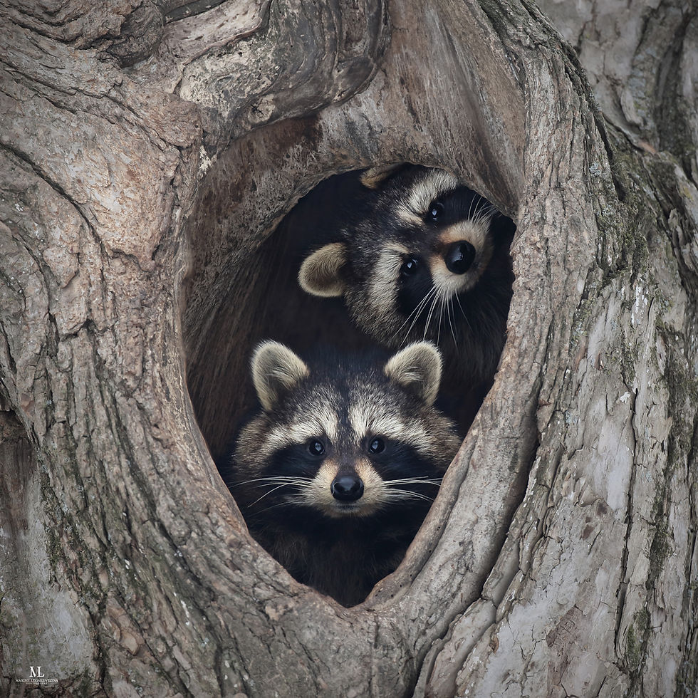 Thumbnail: Print 'Deux petits curieux'