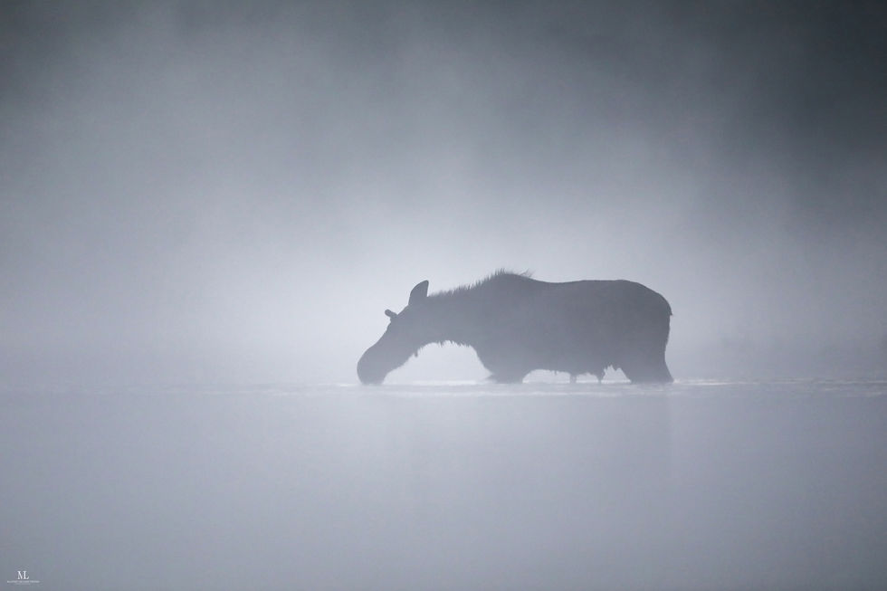 Miniature : Tirage 'Perdu dans la brume'