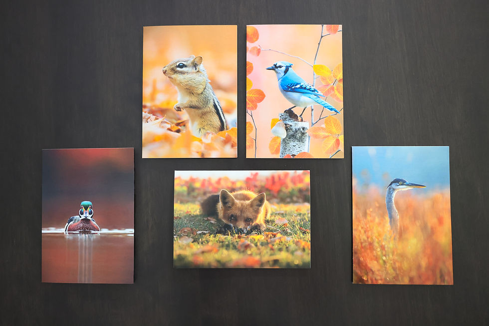 Miniature : Ensemble de cartes de souhaits